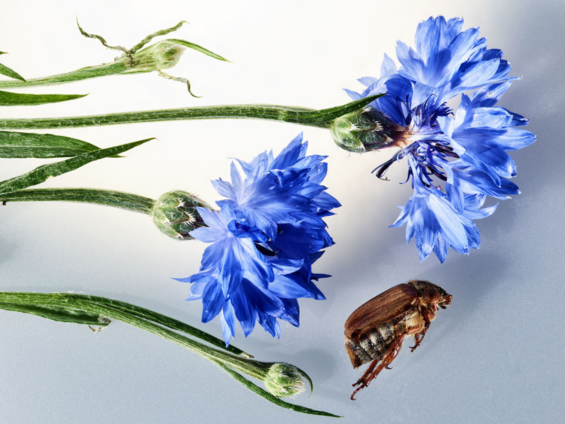 STILL LIFE PHOTOGRAPHY